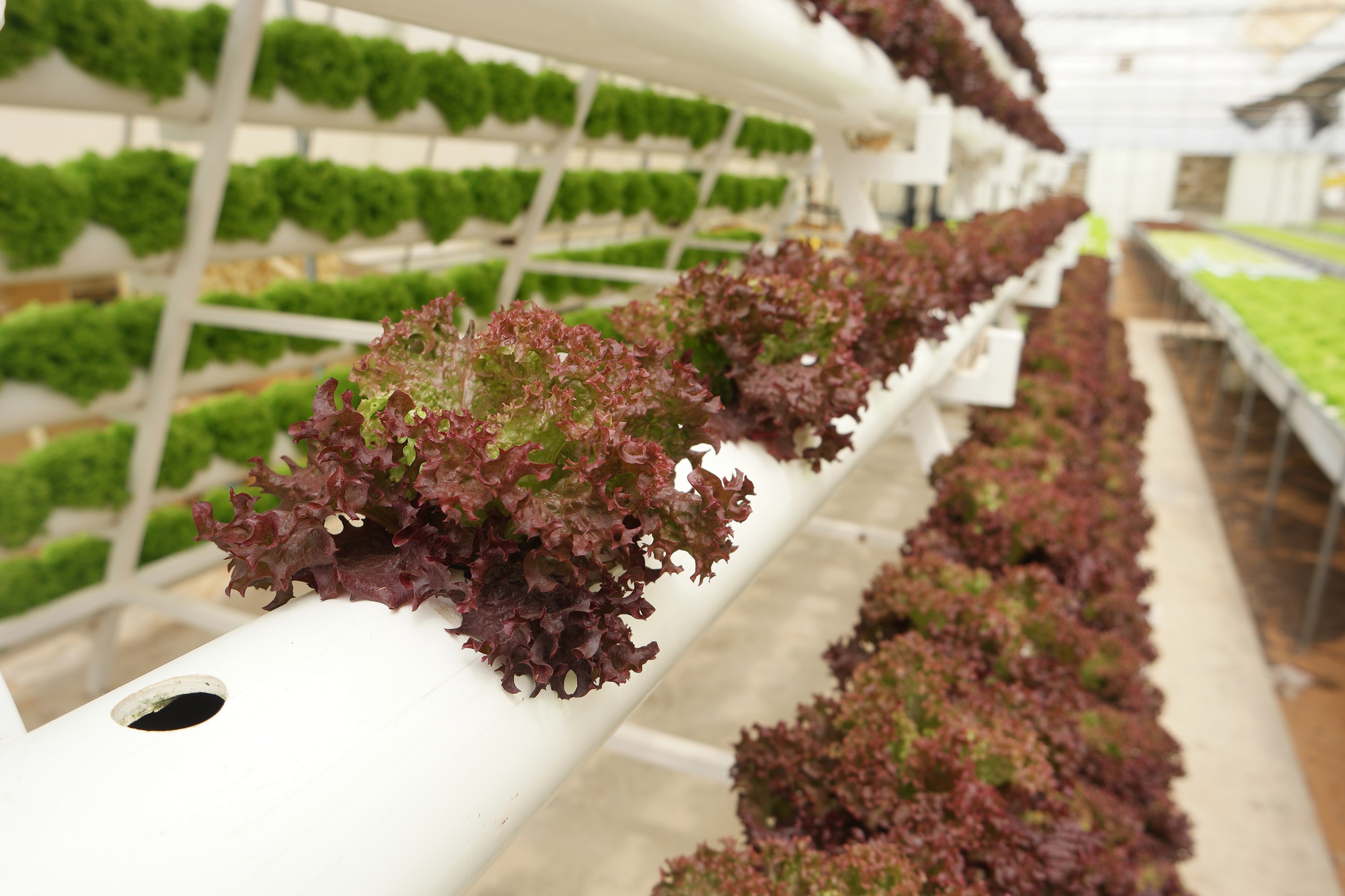4. Aeroponics.JPG