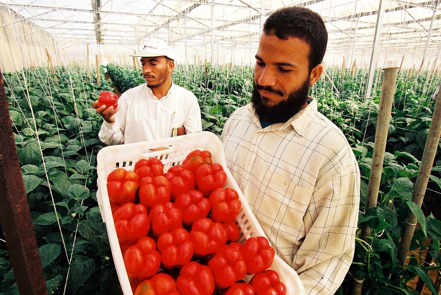 Egypt_ag_3_0.jpg