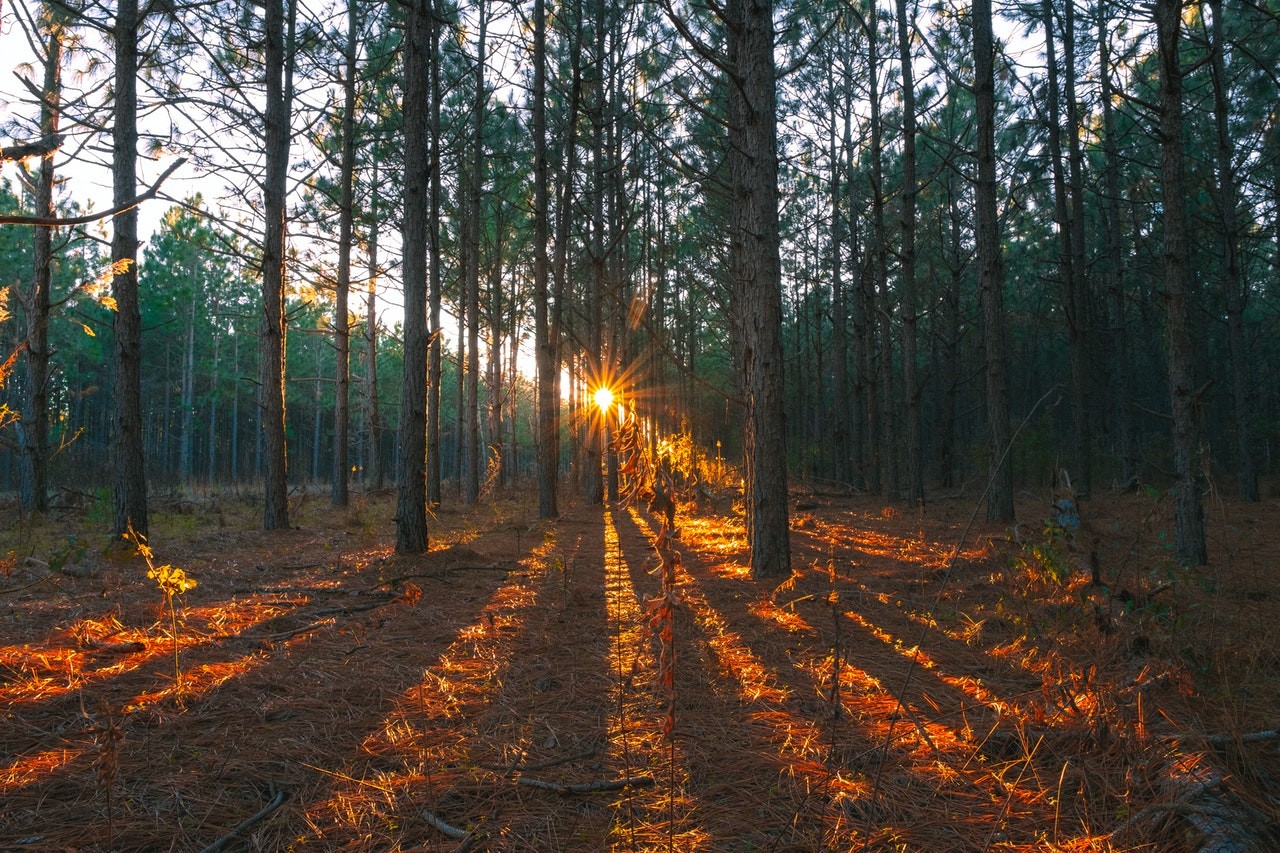 pexels-joshua-woroniecki-6693429.jpg